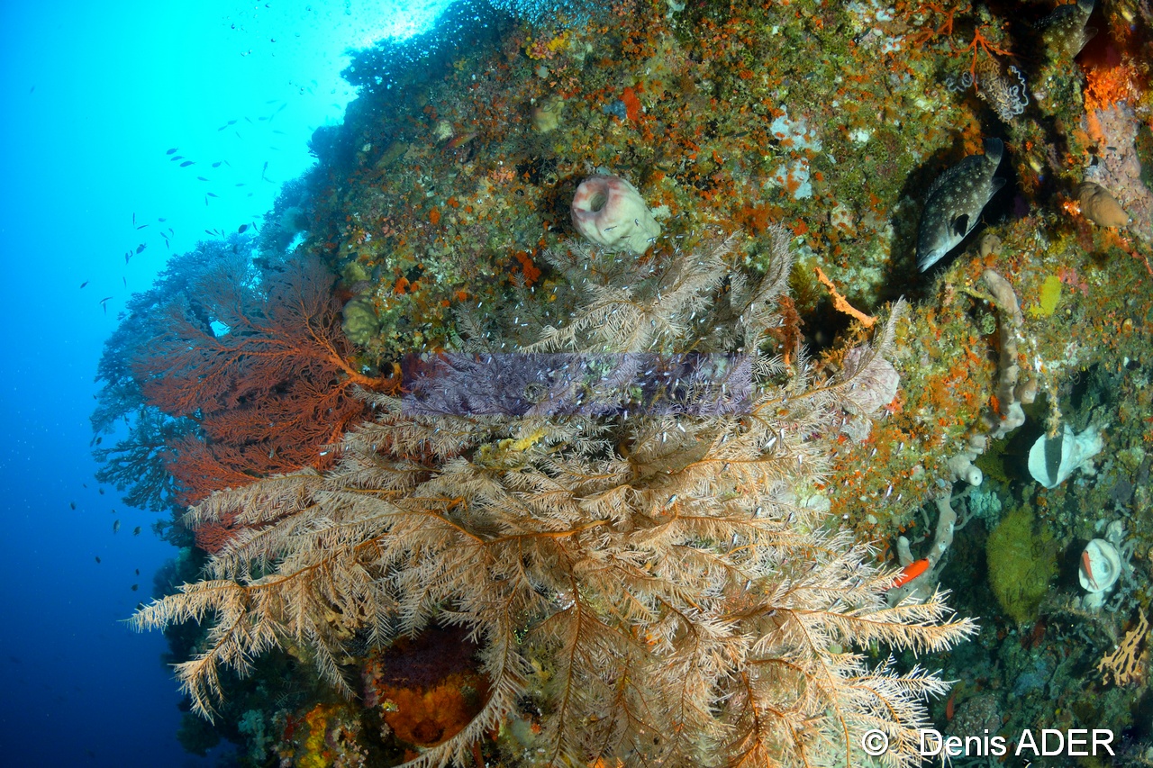 Antipathes sp Apogon neotus-Apogon parvulus Epinephelus caeruleopunctatus Wakatobi Sawa Cornucopia-26m-20180528-DA-DSC_1458_tn.jpg